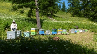 L'apiculture aux Orres : vente de miel_1