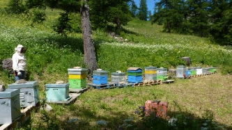 L'apiculture aux Orres : vente de miel_2