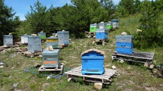 L'apiculture aux Orres : vente de miel_3