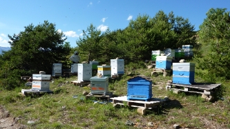 L'apiculture aux Orres : vente de miel_4