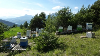 L'apiculture aux Orres : vente de miel_5